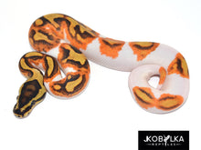 Lade das Bild in den Galerie-Viewer, Snake Inspired Dominoes