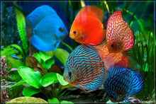 Cargar imagen en el visor de la galería, Discuss Fish Tank Inspired Dominoes